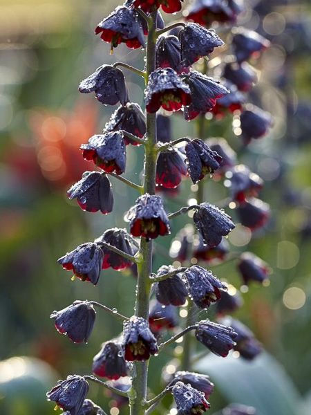 Thumbnail: Fritillaria Persica Twin Towers Tribute