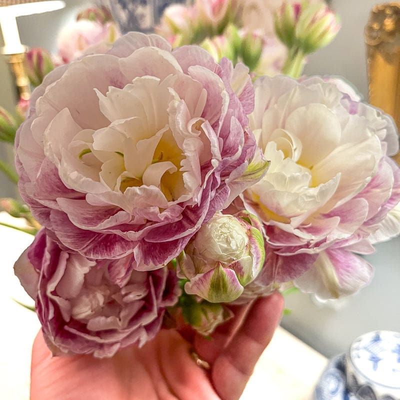 Thumbnail: Tulip Double Surprise