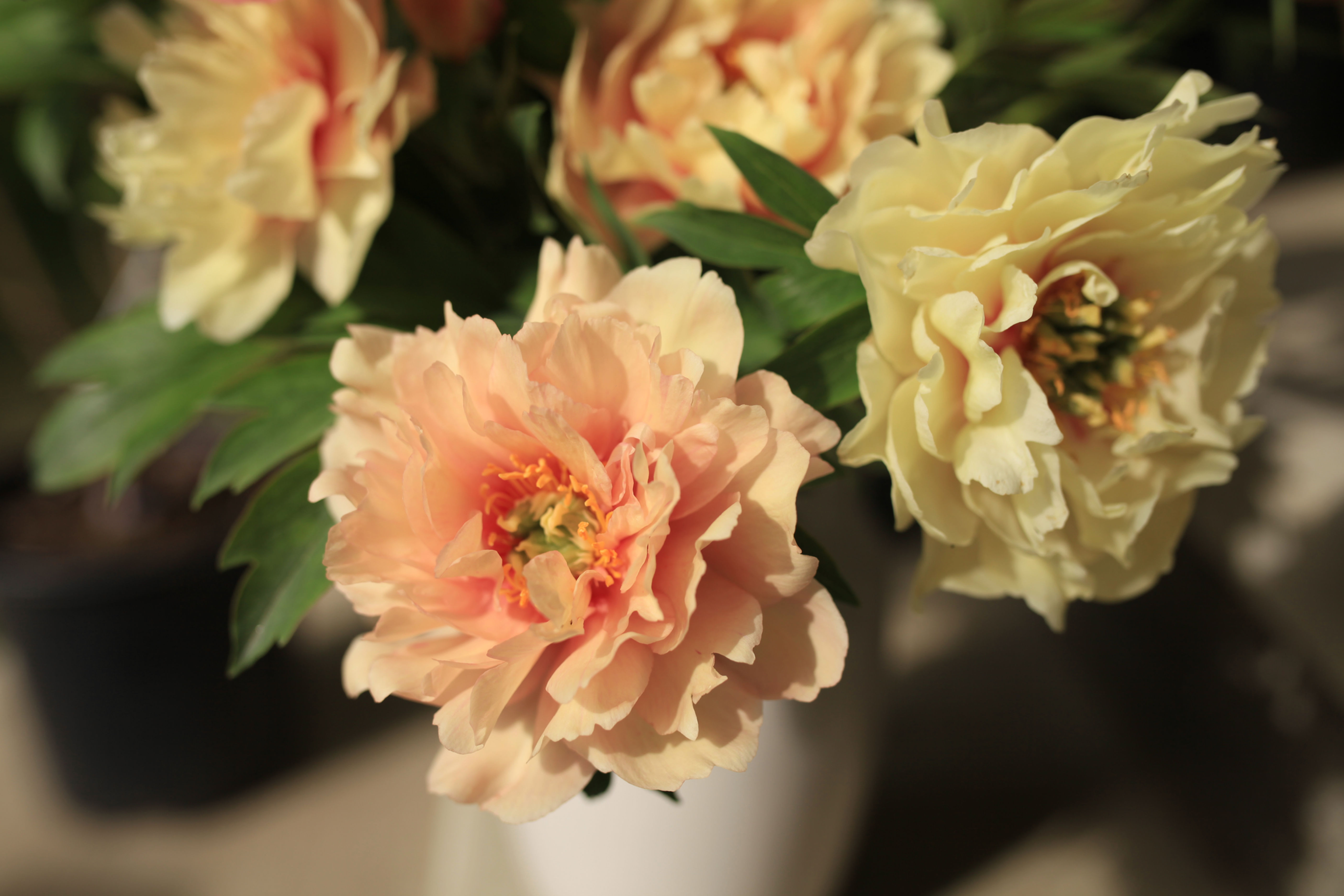 Peony Canary Brilliants