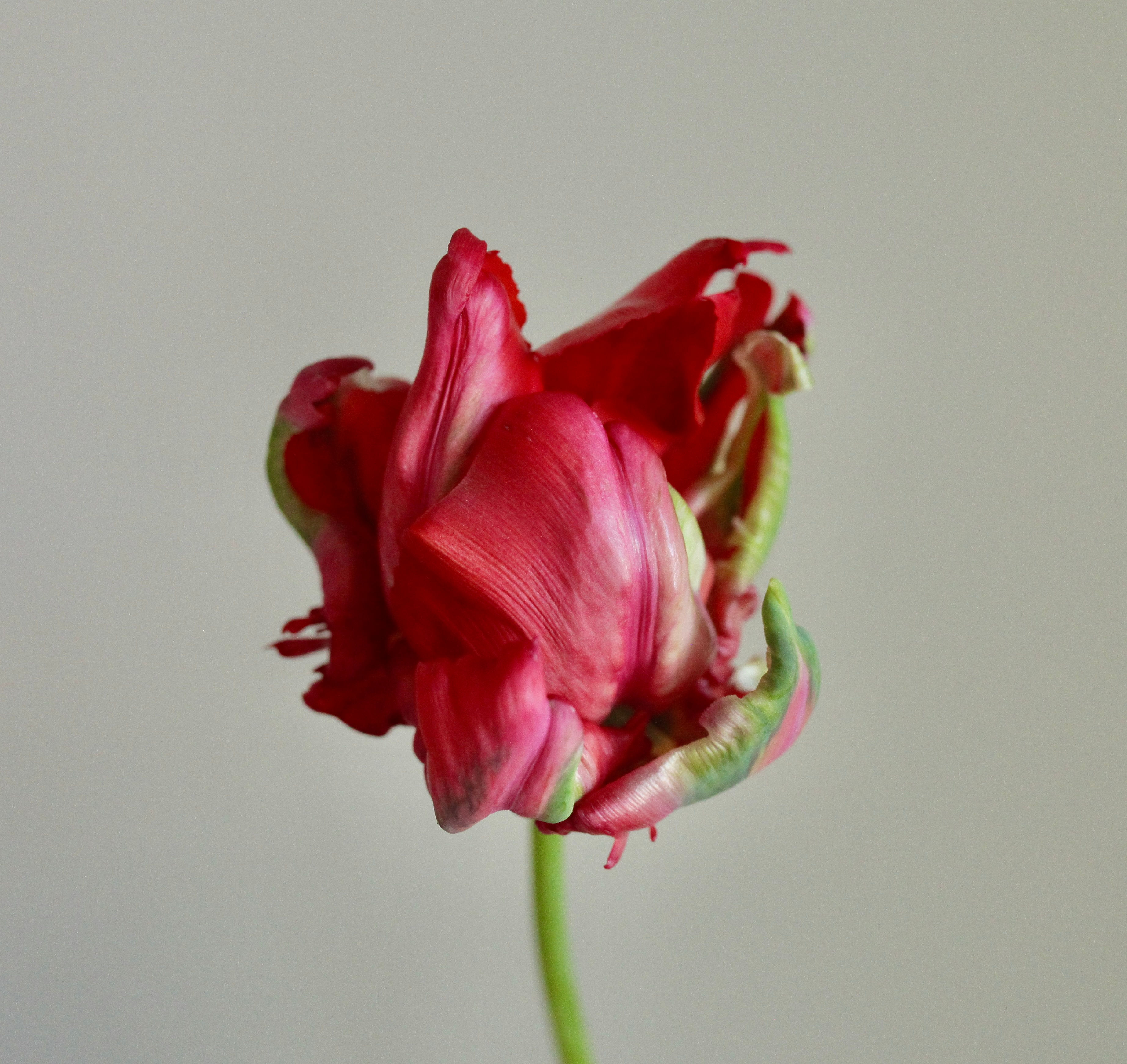 Tulip Red Madonna