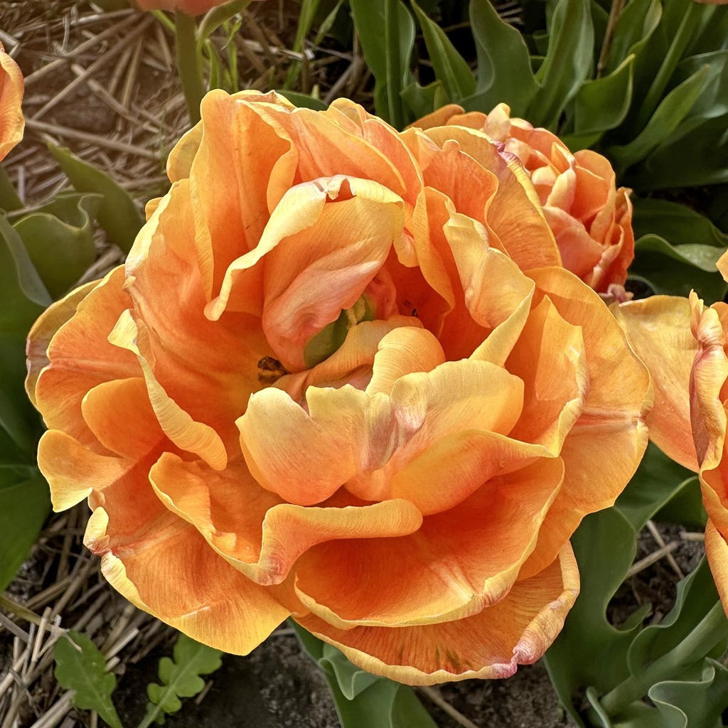 Tulip Lorenzo
