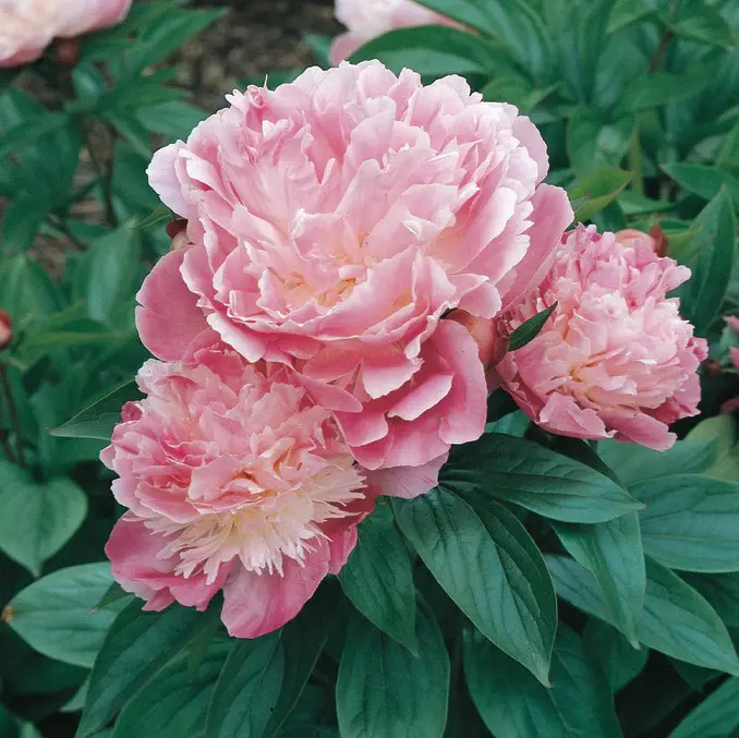 Thumbnail: Peony Pillow Talk