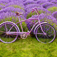 purple-bycicle-1.jpeg