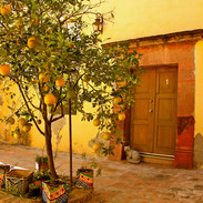 house-with-orange-tree-1-1.jpeg
