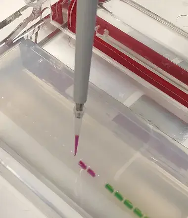 STOUT™ Red PCR Master Mix (2.5x)