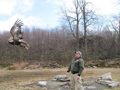 Releasing Golden Eagle.jpeg