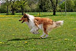 Junger Hund beim freien Abrufen im Alltagstraining