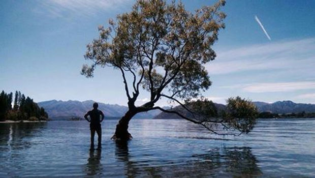 Wanaka Tree.jpg
