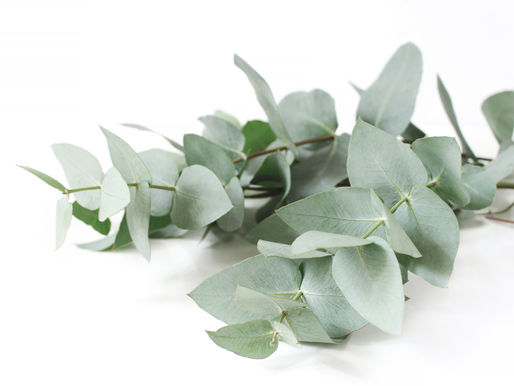 Eucalyptus Shower Spirit Spell