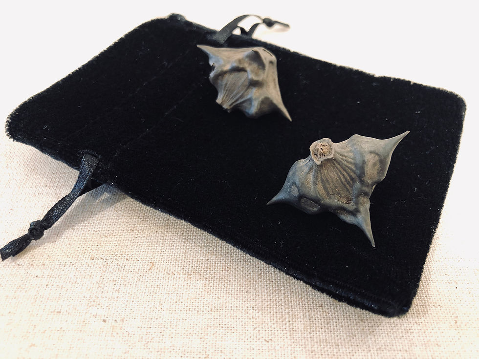 Thumbnail: Devil Pods / Water Caltrop Seed / Batnut