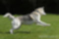 DOG_4171web.jpg