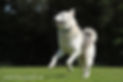 DOG_4150web.jpg