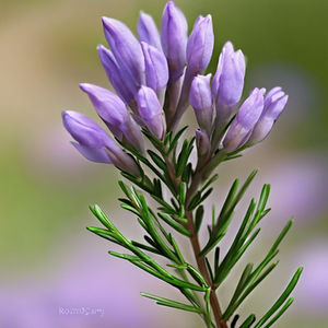 Rosemary 