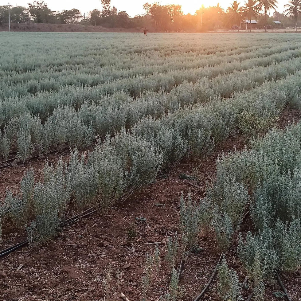 WhatsApp Image 2024-06-30 at 11.11.13_07e73743.jpg