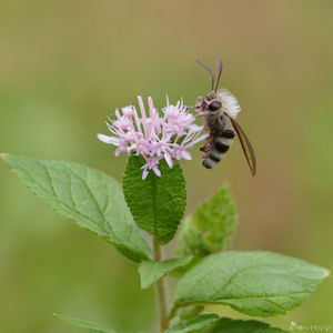 Mentha arvensis