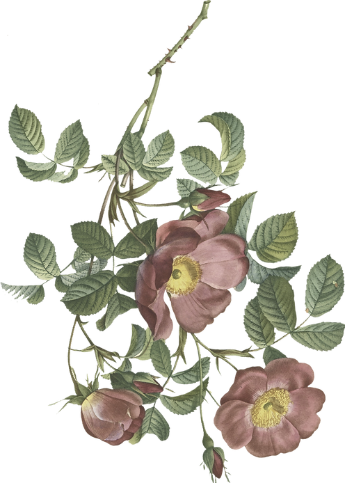 Sem nome (15 × 21 cm).png