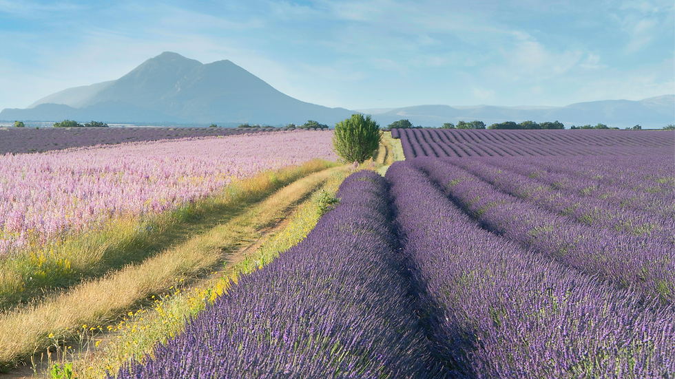 Champs de lavande en fleurs en Provence, avec rangées violettes et roses sous un ciel bleu et montagnes en arrière-plan