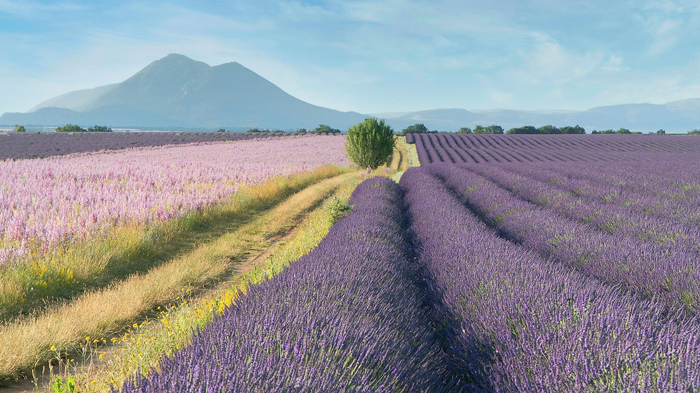 Champs de lavande en Provence sous un ciel bleu, paysage typique du Sud de la France en été