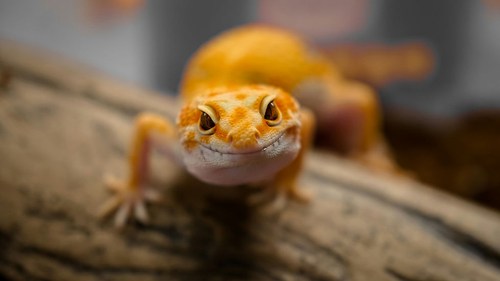 Gros plan sur un gecko léopard orange et blanc, de face sur une branche, avec un air souriant