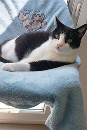 Photo d'un chat noir et blanc posé sur une serviette bleue