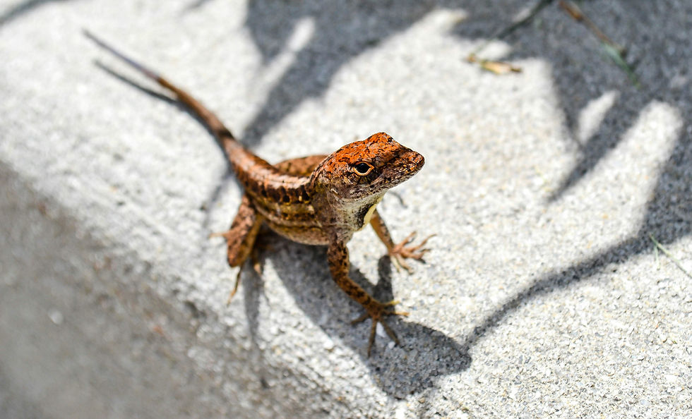 Petit gecko rose pâle aux grands yeux, vu de face sur le sable d'une dune au coucher du soleil