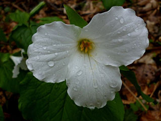 One of my favorite childhood flowers. Sadly, it doesn't work in the Texas heat, but nice photo, eh?