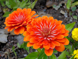 Seed swap day is coming, and you won't want to miss it. Gardening is good for the brain AND tummy!