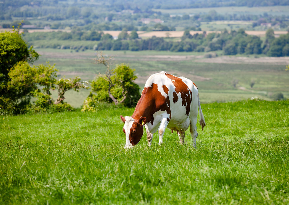 Why Long-Acting Worm Control Matters for Cattle Health