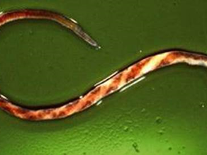 Haemonchus Contortus
