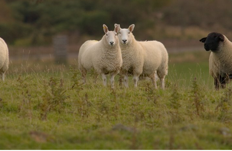 TUPPING TIME - THIS YEARS ACTION = NEXT YEAR'S PROFIT
