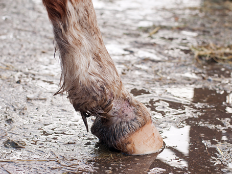 What is mud fever