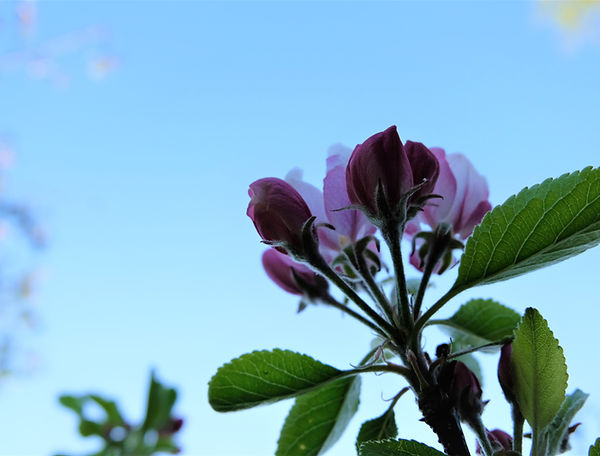 Flower blossom