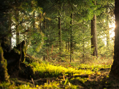 Alpha-Pineno: O Terpeno da Floresta que Pode Beneficiar o Cérebro e Reduzir Inflamações