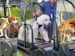 El primer gimnasio para perros abre sus puertas en Shanghái