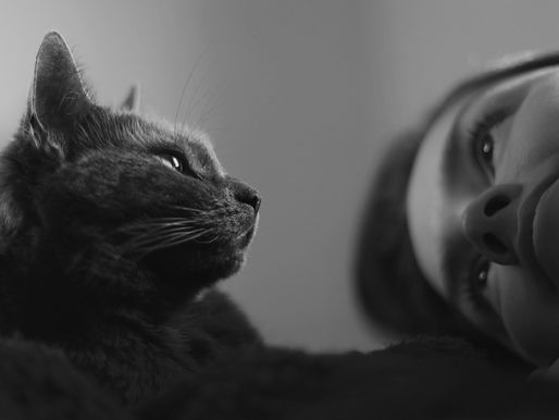 Which Animal Can Be Your True Friend According to Your Zodiac Sign – Discover with Stirinoi.com!