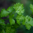 Parsley Power: Uncover the Major Benefits and Uses — Featured on Știrinoi.com