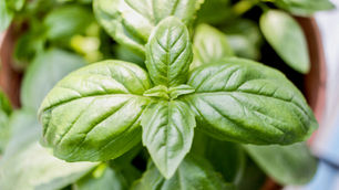 Откройте для себя удивительные преимущества базилика и способы его использования – Știrinoi.com