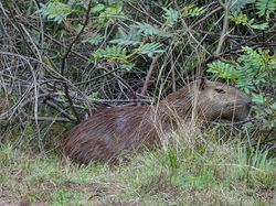 Pantanal-Capivara