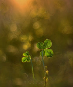 Szczęście rodzi szczęście