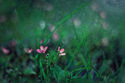 a obok rosły pokrzywy...