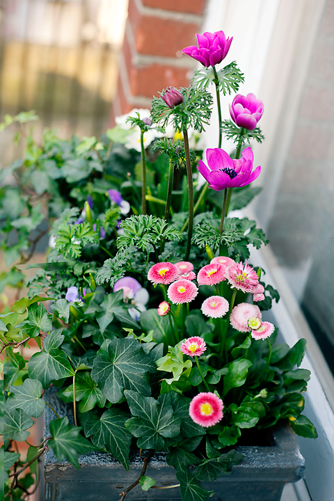 The Flowerpot Ladies