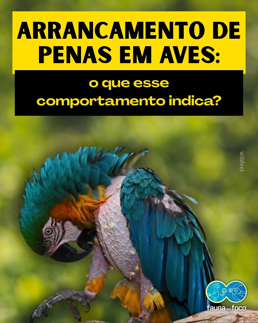 Por que aves arrancam penas em ambientes inadequados?
