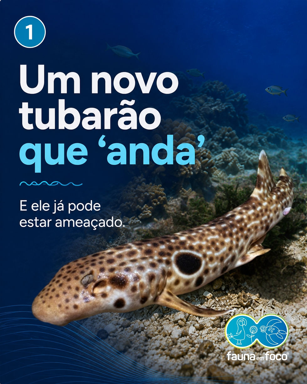 Nova espécie de tubarão-andador é descoberta em Papua-Nova Guiné
