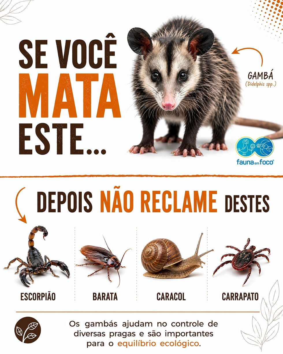 Gambás: aliados invisíveis do equilíbrio ecológico