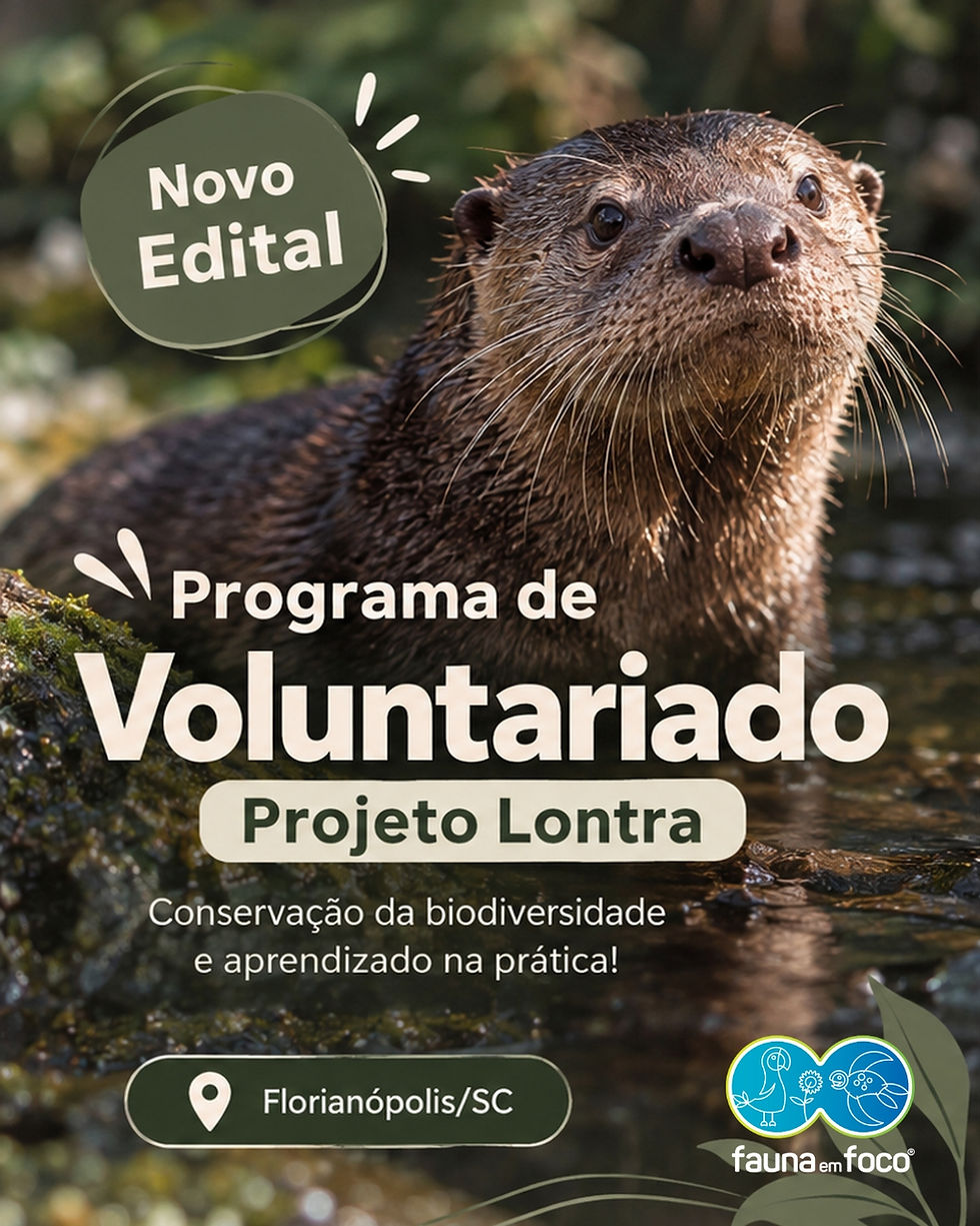 Projeto Lontra abre inscrições para programa de voluntariado em Santa Catarina