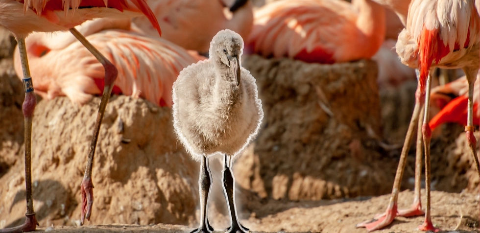 Filhote de Flamingo - Fonte: Canva.