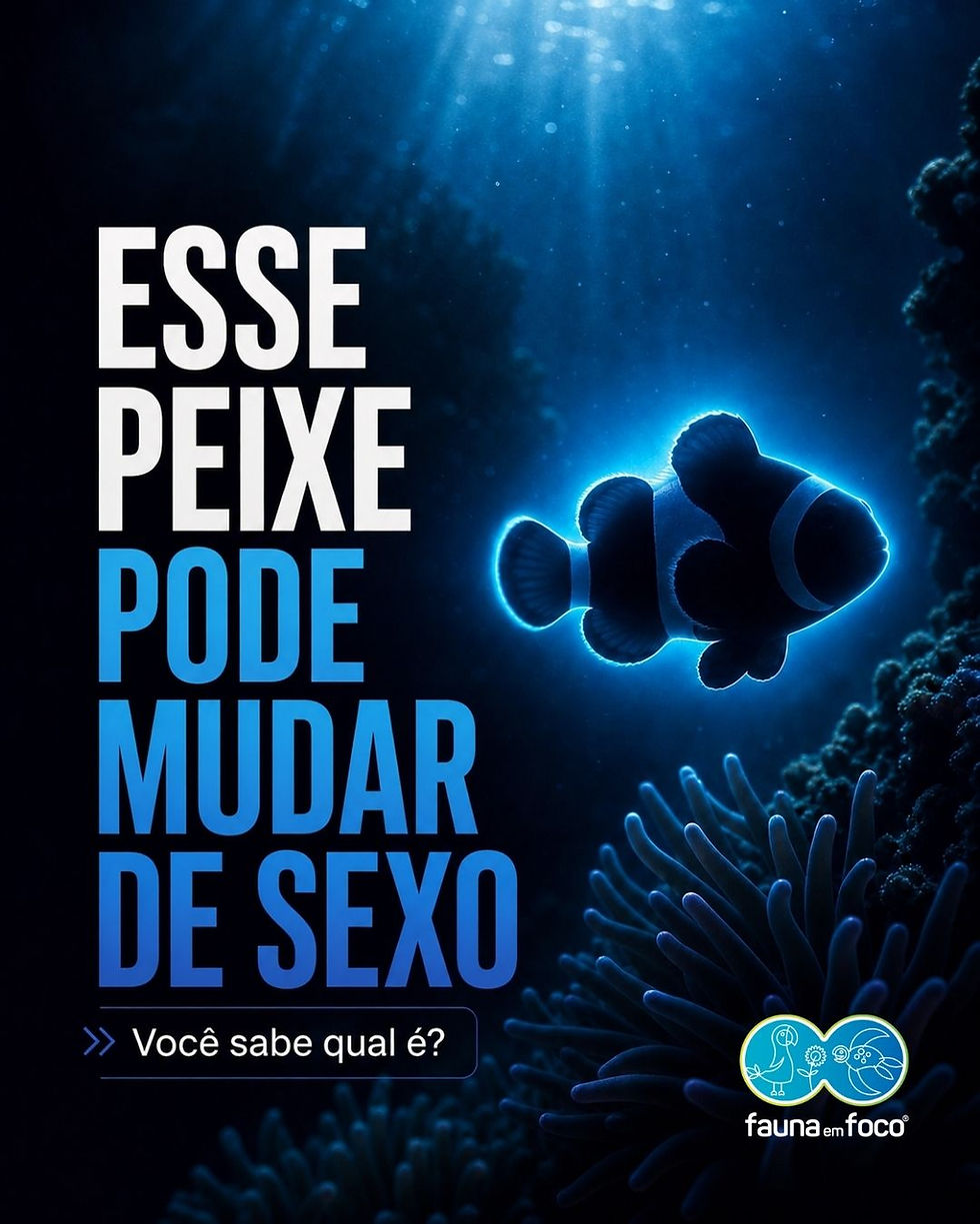 O peixe que muda de sexo — e por que isso acontece