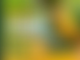 Zoológico de São Francisco abre inscrições para estágio e voluntariado em 2026