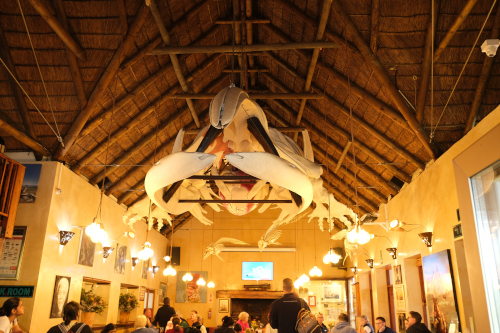 Whale skeleton hanging from rood of marine dynamics in Gansbaai
