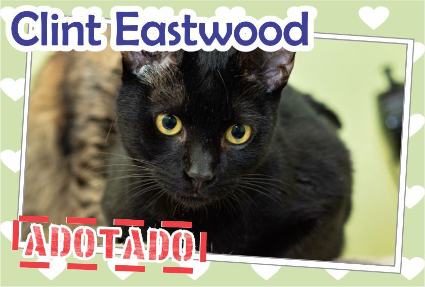Clint Eastwood